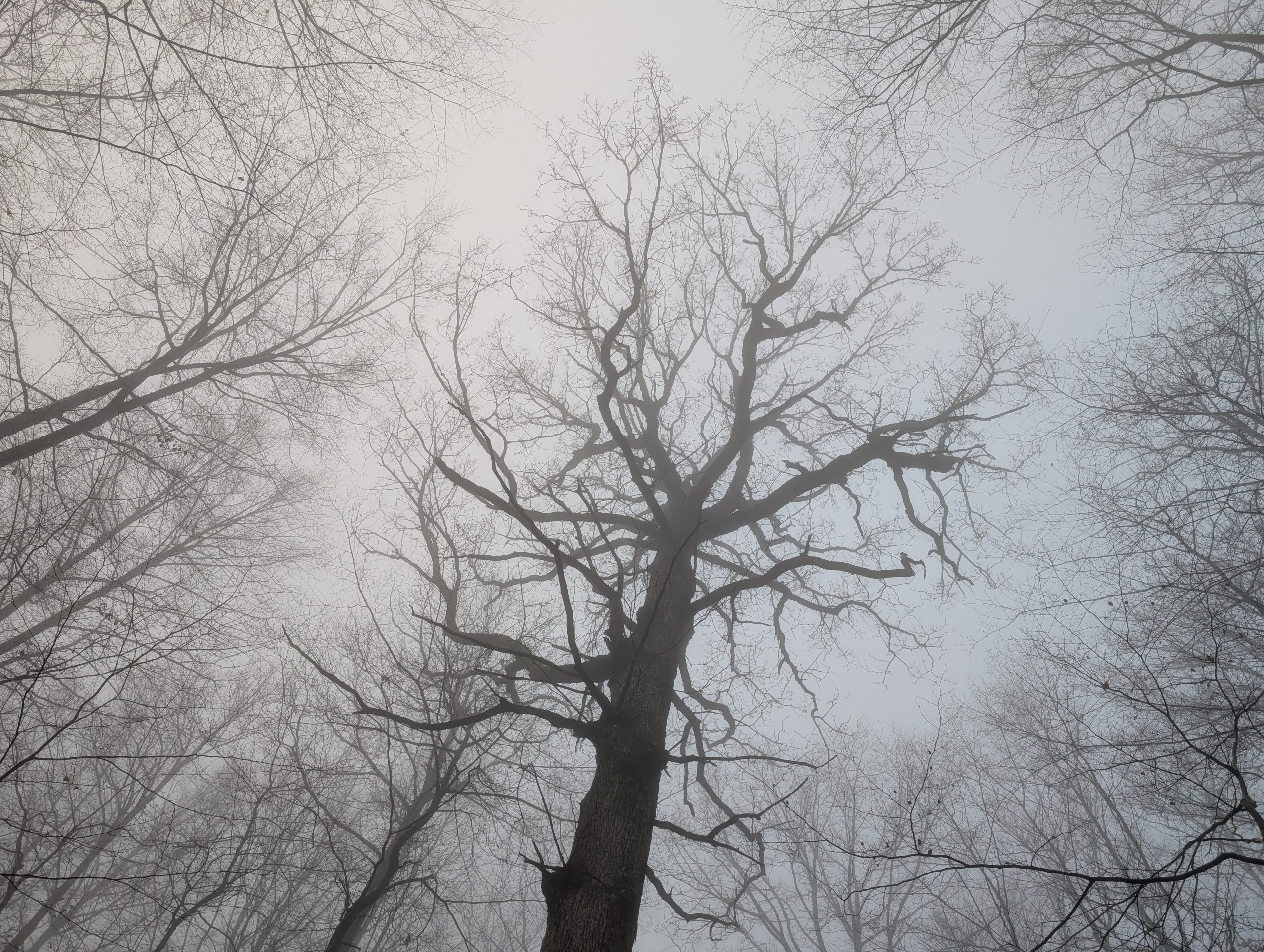 Nebel in den Vogesen